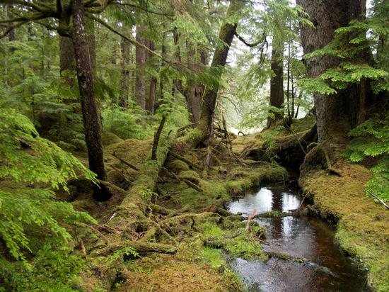 Modeling drivers of forest belowground productivity and carbon allocation