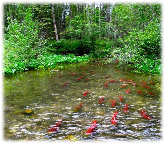 Mapping fungal communities in salmon forests