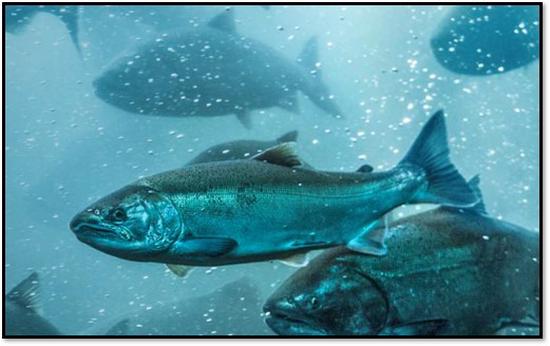 Safety in numbers keeps Pacific salmon safe at sea