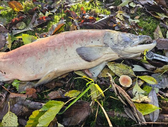 Tracing salmon-derived nutrients through riparian systems